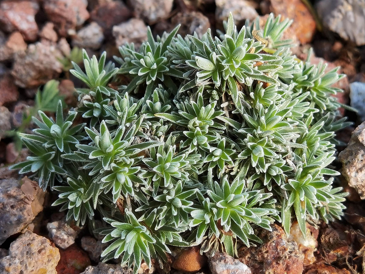 Androsace vitaliana ssp cinerea